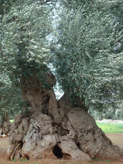 OLIVO MILLENARIO MONUMENTALE